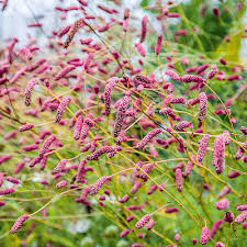 Кровохлебка лекарственная "Пинк Танна" (Sanguisorba officinalis "PinkTanna")