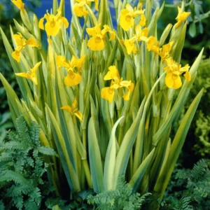 Ирис болотный (Iris pseudoacorus)