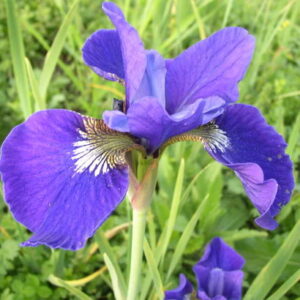 Ирис сибирский (Iris sibirica)