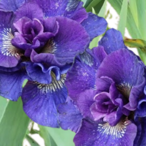 Ирис сибирский «Конкорд Краш» (Iris sibirica «Concord Crush»)