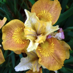 Ирис сибирский «Пикок Баттерфляй Баттерскотч Физз» (Iris sibirica «Peacock Butterfly Butterscotch Fizz»)