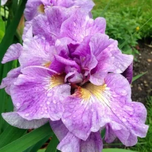 Ирис сибирский «Пинк Парфе» (Iris sibirica «Pink Parfait»)