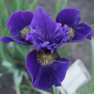Ирис сибирский «Раффлд Вельвет» (Iris sibirica «Ruffled Velvet»)