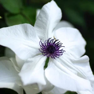 Клематис White Purple, C3
