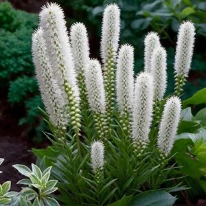 Лиатрис колосковый «Альба» (Liatris spicata «Alba»)
