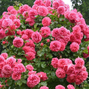 Роза «Розариум Ютерсен» (Плетистая) (Rosa «Rosarium Uetersen»)