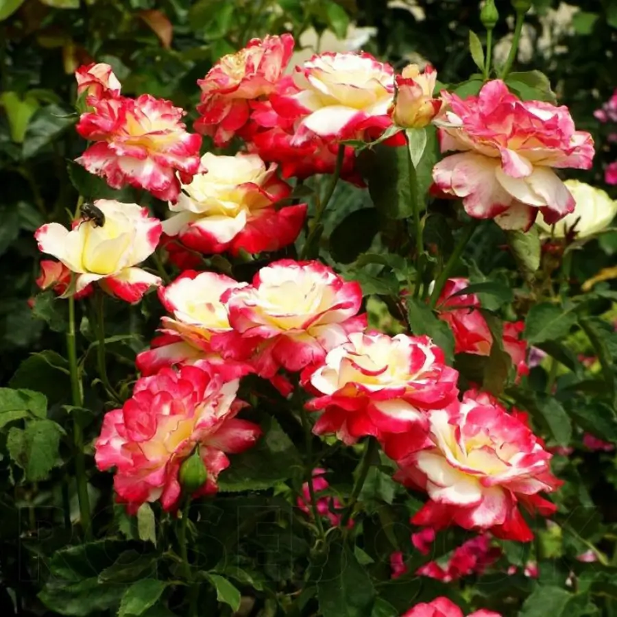 Роза чайно-гибридная Double Delight, С7,5