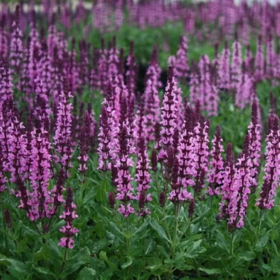 Шалфей дубравный "Нью Дименшн Роуз" (Salvia nemorosa "New Dimension Rose")