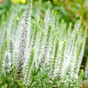 Вероника длиннолистная White, C3