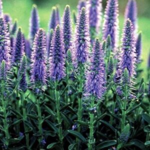 Вероника колосковая «Блаутеппих» (Veronica spicata «Blauteppich»)
