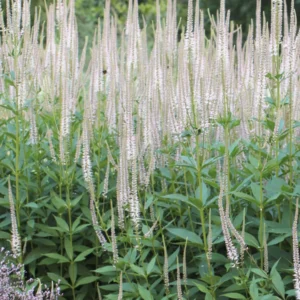 Вероникаструм виргинский Veronicastrum virg. ‘Diana’ , C5