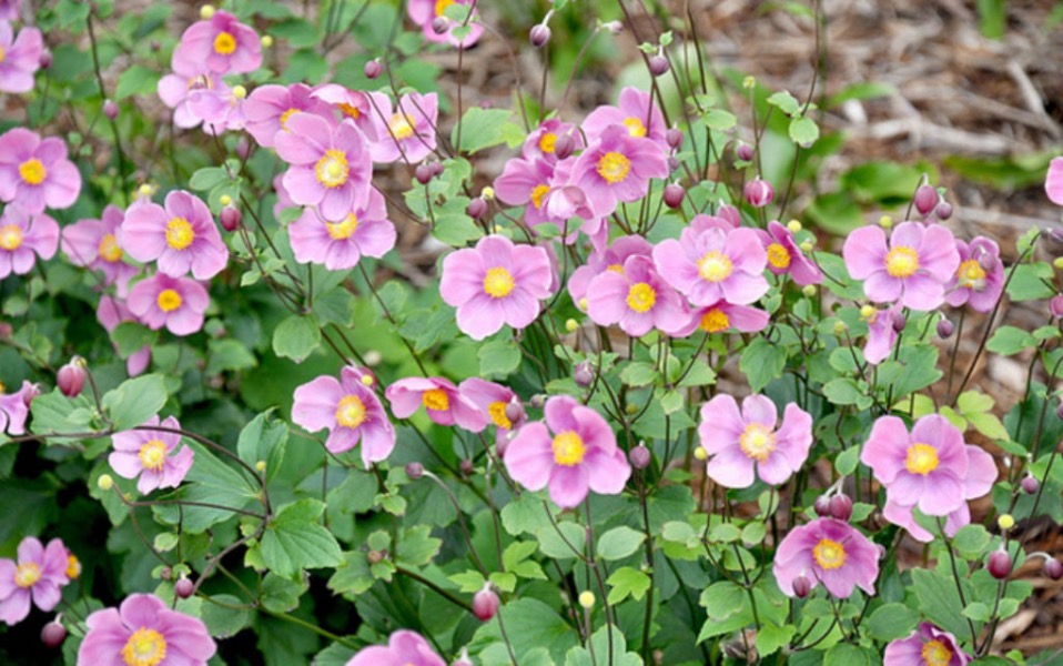 Анемона войлочная "Робустиссима" (Anemone tomentosa "Robustissima")
