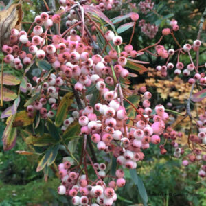 Рябина арнольда «Kirsten Pink», П20