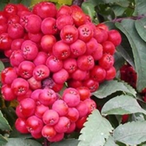Рябина обыкновенная «Сказочная», П20
