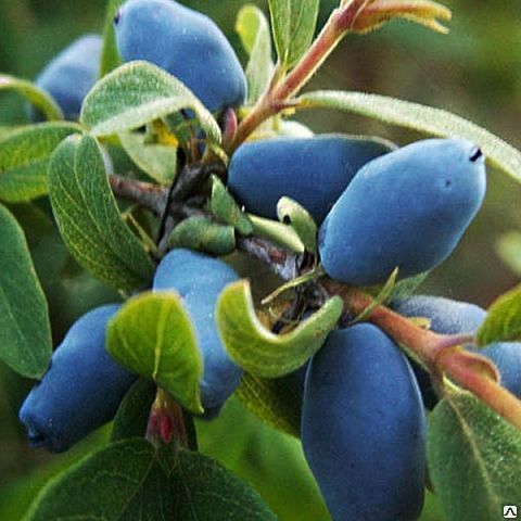 Жимолость съедобная "Виола", С3