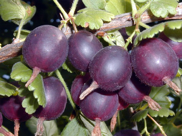 Крыжовник "Грушенька", С5