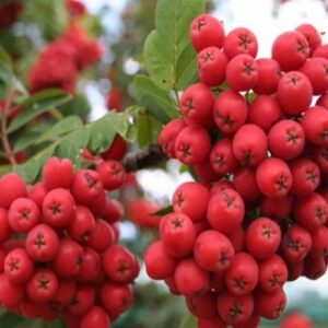 Рябина обыкновенная Алая крупная, П20