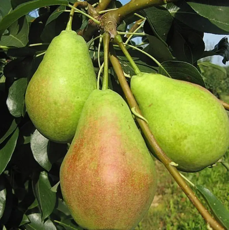 Груша Аллегро (летний)