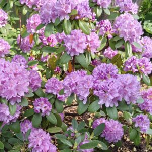 Рододендрон «Грандифлорум» (Rhododendron сatawbiense Grandiflorum)