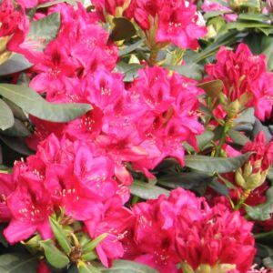 Рододендрон «Нова Зембла» (Rhododendron Nova Zembla)