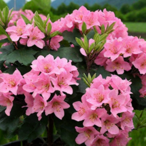 Рододендрон «Розеум Элеганс» (Rhododendron сatawbiense Roseum Elegans)