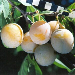 Слива Медовая белая, П20