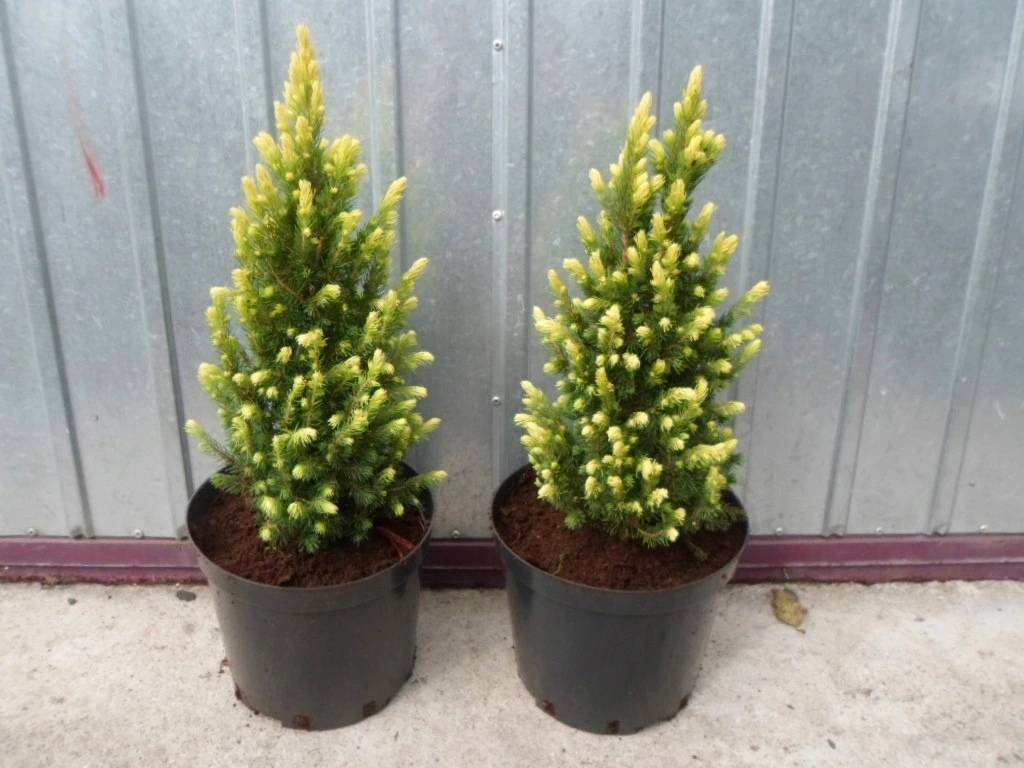 Ель канадская "Рэйнбоуз Энд" (Picea glauca "Rainbow's End")