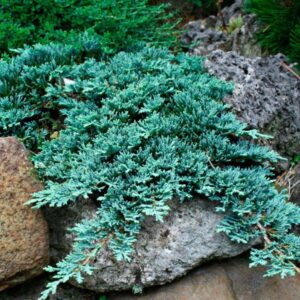 Можжевельник горизонтальный «Айси Блю» (Juniperus horizontalis «Icee Blue»)