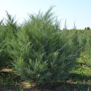 Можжевельник виргинский «Бурки» (Juniperus virginiana ‘Burkii’)