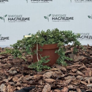 Можжевельник горизонтальный «Вилтони» (Juniperus horizontalis «Wiltonii»)