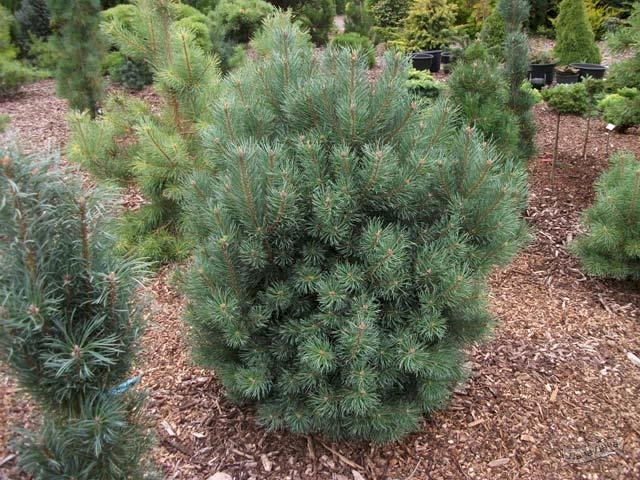 Сосна обыкновенная "Компресса" (Pinus sylvestris Compressa)