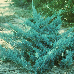 Можжевельник казацкий «Блю Донау» (Juniperus sabina Blaue Donau)