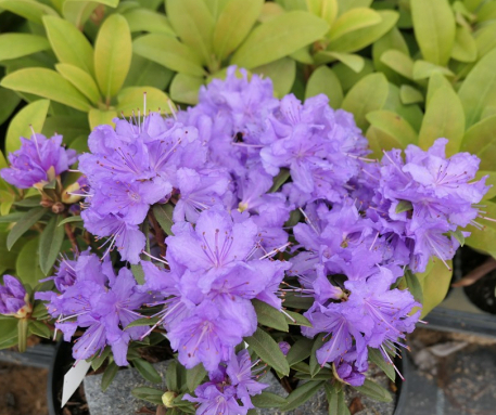 Рододендрон плотный "Луизелла" (Rhododendron impeditum Luisella)