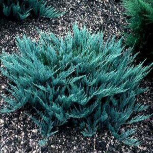 Можжевельник горизонтальный «Винтер Блю» (Juniperus horizontalis Winter Blue)