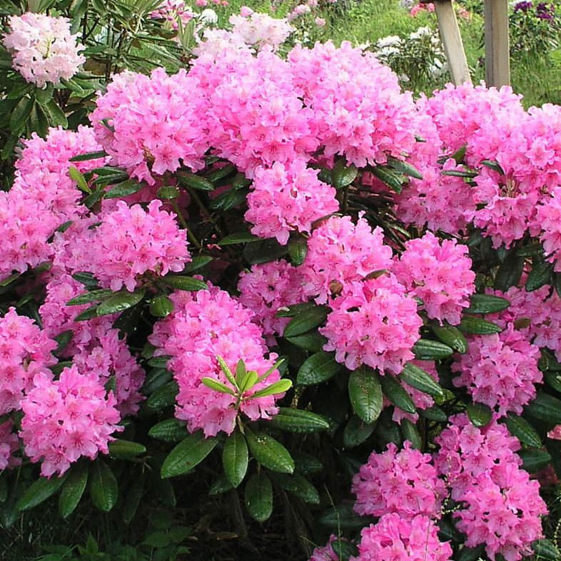 Рододендрон "Гаага" (Rhododendron Haaga)