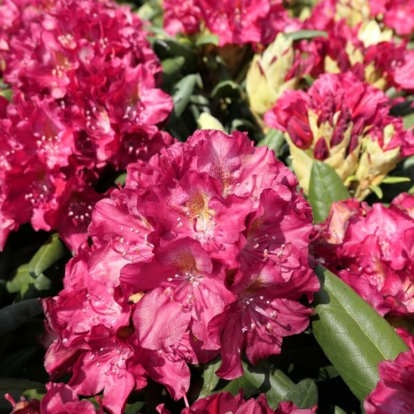 Рододендрон "Казимир Великий" (Rhododendron Kazimierz Wielki)