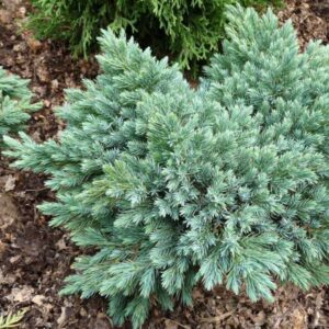 Можжевельник казацкий «Блю Стар» (Juniperus squamata Blue Star)