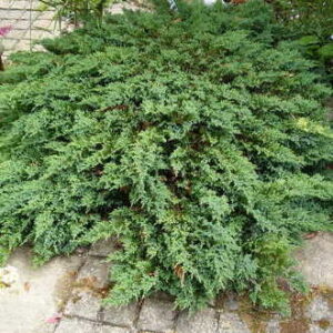 Можжевельник горизонтальный «Прострата» (Juniperus horizontalis Prostrata)