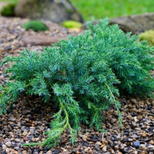 Можжевельник казацкий «Блю Карпет» (Juniperus squamata Blue Carpet)