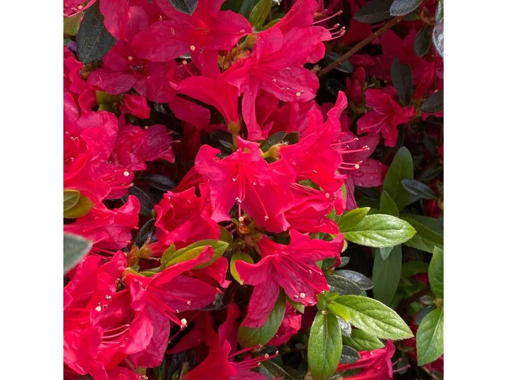 Азалия японская "Кромериз" (Azalea japonica Kroměříž)