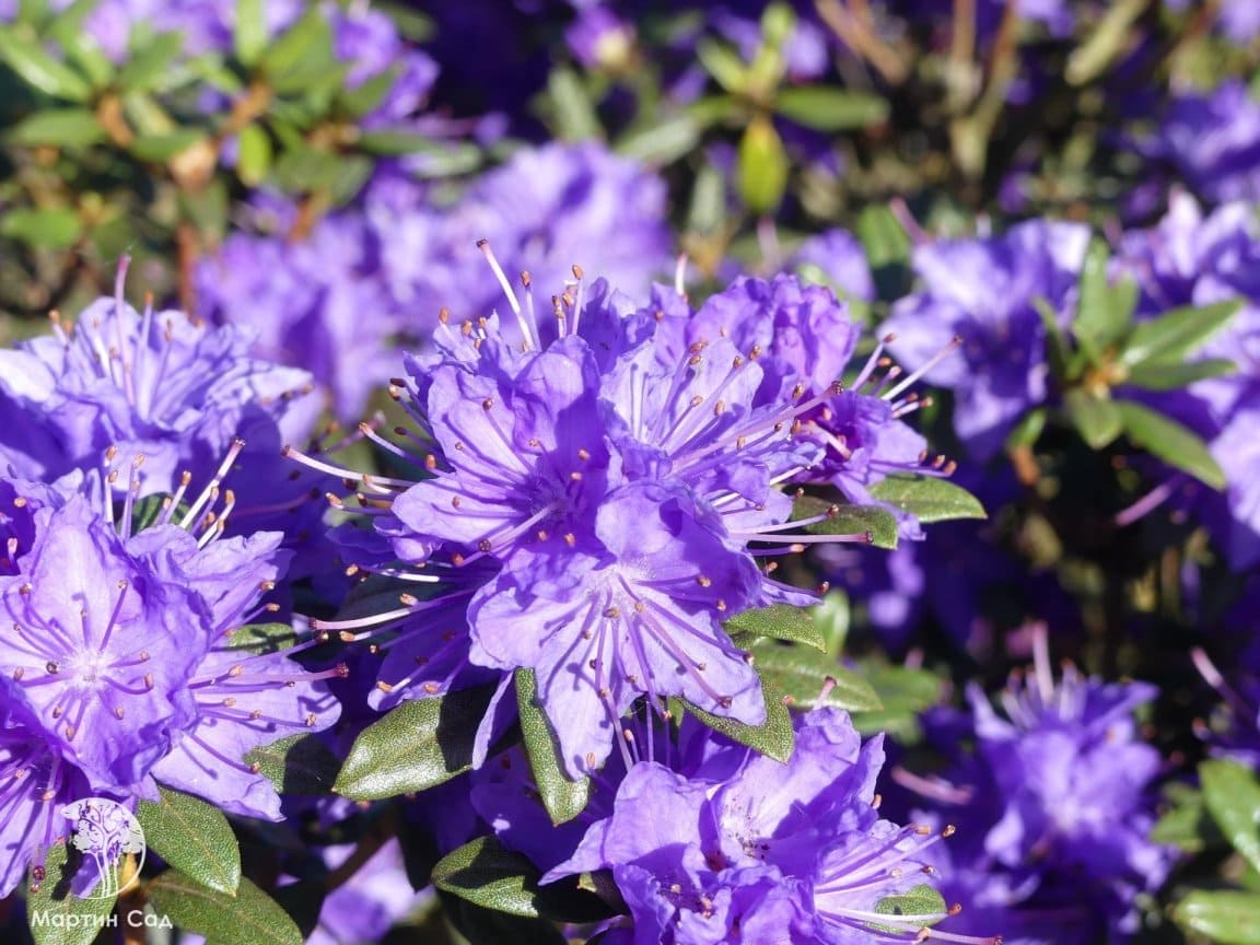 Рододендрон краснеющий "Лауретта" (Rhododendron russatum Lauretta)