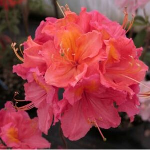 Азалия «Хуанита» (Azalea Juanita)
