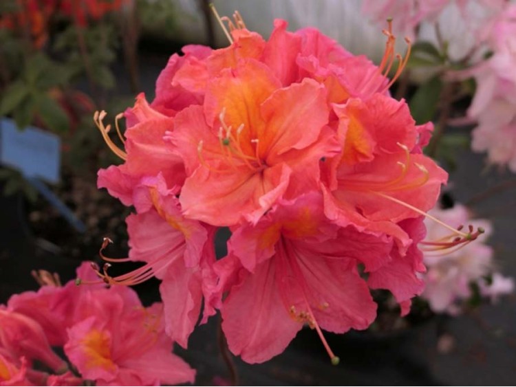 Азалия "Хуанита" (Azalea Juanita)