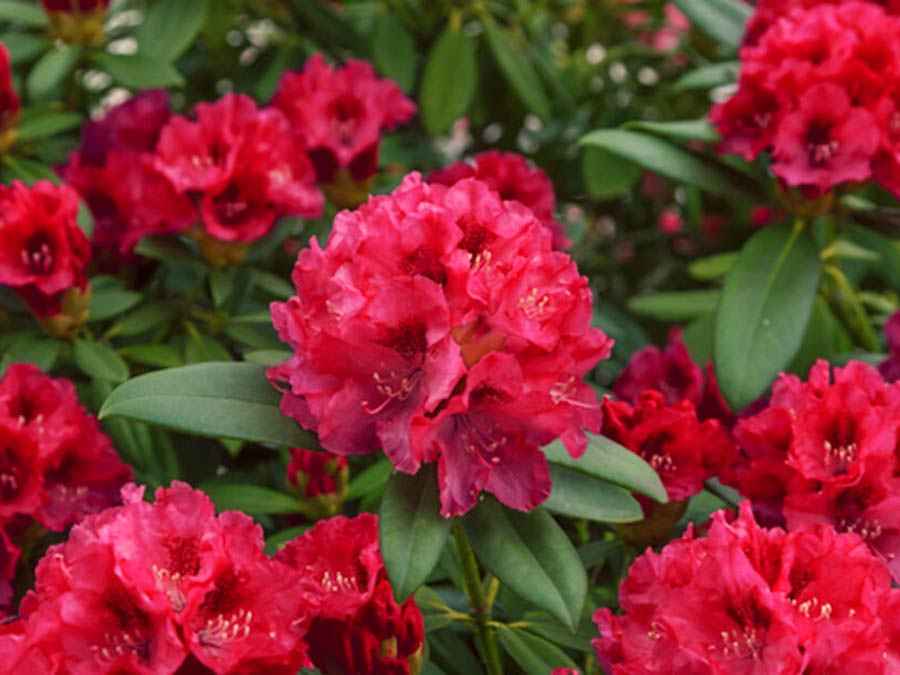 Рододендрон "Таррагона" (Rhododendron Taragona)