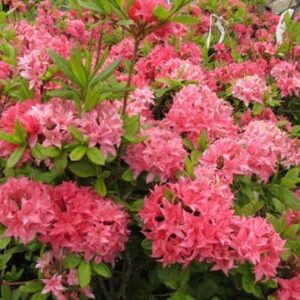 Азалия «Хоумбуш» (Azalea Homebush)