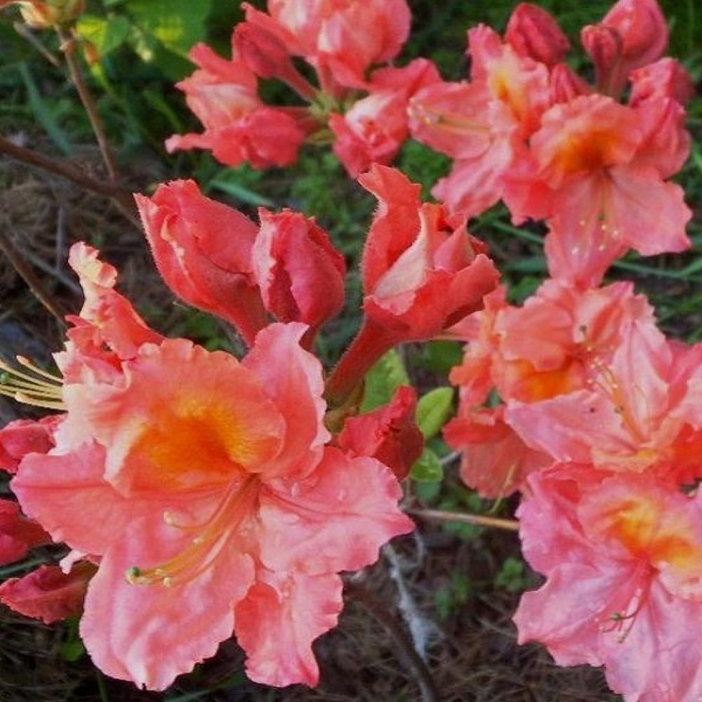 Азалия "Сарина" (Azalea Sarina)