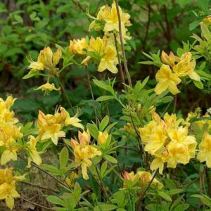Азалия «Голден Сансет» (Azalea Golden Sunset)