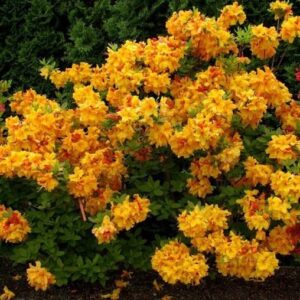 Азалия «Голден Лайтс» (Azalea Golden Lights)