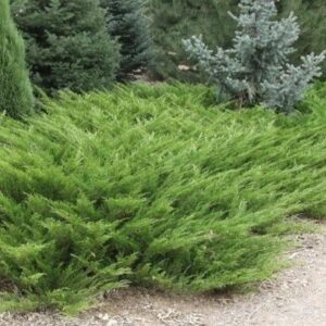 Можжевельник казацкий «Аркадия» (Juniperus sabina Arcadia)