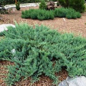 Можжевельник казацкий «Глаука» (Juniperus sabina Glauca)